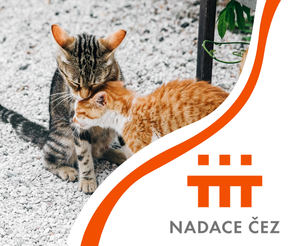dar nadace čez pro kočky